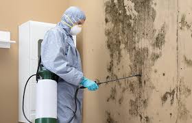 Why You Should Choose Our Mold Remediation Services in Hermosa Beach, CA